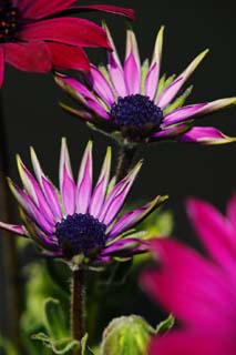 Foto, materieel, vrij, landschap, schilderstuk, bevoorraden foto,Ernst van een jonge bloem, Indigoe plant, Knop, Bloem, Kroonblad