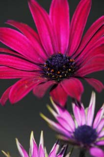 Foto, materiell, befreit, Landschaft, Bild, hat Foto auf Lager,Eine Blume von purpurhnlich rot, Purpurhnlich rot, Pollen, Blume, Bltenblatt