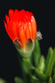 photo,material,free,landscape,picture,stock photo,Creative Commons,Orange blossom, Bigarade, orange, flower, petal