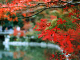 photo, la matire, libre, amnage, dcrivez, photo de la rserve,rable et Eikando (temple Zenrinji), feuilles de l'automne, , , 