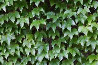 photo,material,free,landscape,picture,stock photo,Creative Commons,One ivy, ivy, Ivy, Ivy, Ivy