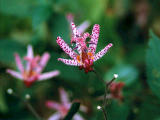 fotografia, material, livra, ajardine, imagine, proveja fotografia,Toadlily floresce, , , , 