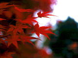 photo,material,free,landscape,picture,stock photo,Creative Commons,Maple leaves, , , , 