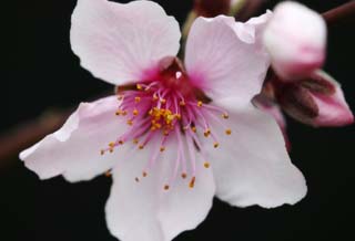 photo,material,free,landscape,picture,stock photo,Creative Commons,Peach blossom, peach, , petal, peach