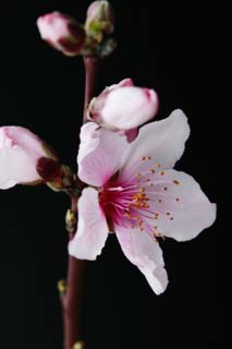 photo,material,free,landscape,picture,stock photo,Creative Commons,Peach blossom, peach, , petal, peach