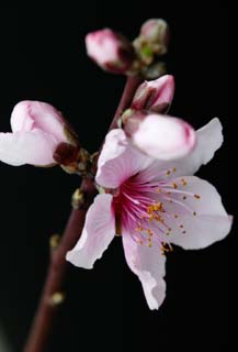 photo,material,free,landscape,picture,stock photo,Creative Commons,Peach blossom, peach, , petal, peach