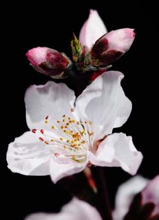 photo,material,free,landscape,picture,stock photo,Creative Commons,It is sunlight of spring in peach blossom, peach, , petal, peach