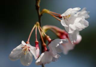 photo,material,free,landscape,picture,stock photo,Creative Commons,The cherry tree which shakes for wind, cherry tree, cherry tree, cherry tree, Pink