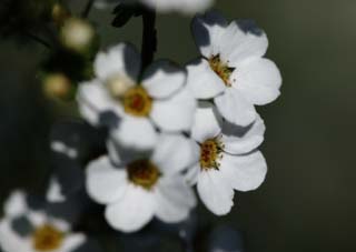 photo, la matire, libre, amnage, dcrivez, photo de la rserve,Printemps de Spiraea, , spiraea, spirea, Dans le printemps