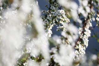 Foto, materiell, befreit, Landschaft, Bild, hat Foto auf Lager,Frhling von Spiraea, , spiraea, spirea, In Frhling