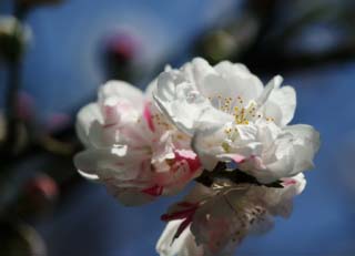 photo, la matire, libre, amnage, dcrivez, photo de la rserve,Une double prune, Rouge et blanc, prune, , Portez-moi