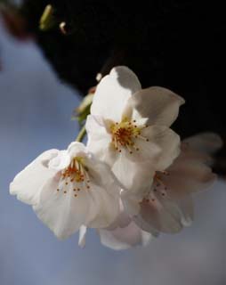 Foto, materieel, vrij, landschap, schilderstuk, bevoorraden foto,Ontspringen van een Yoshino kers boom, Kers boom, , , Yoshino kers boom