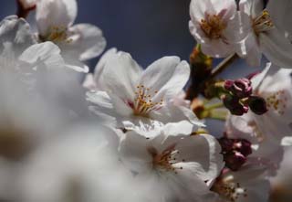 foto,tela,gratis,paisaje,fotografa,idea,Primavera de uno cerezo de Yoshino, Cerezo, , , Cerezo de Yoshino