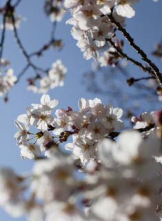 foto,tela,gratis,paisaje,fotografa,idea,Primavera de uno cerezo de Yoshino, Cerezo, , , Cerezo de Yoshino