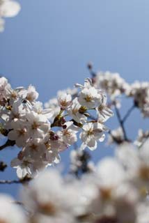 foto,tela,gratis,paisaje,fotografa,idea,Primavera de uno cerezo de Yoshino, Cerezo, , , Cerezo de Yoshino