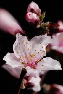 photo,material,free,landscape,picture,stock photo,Creative Commons,Peach blossom, peach, , petal, peach