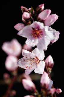 photo,material,free,landscape,picture,stock photo,Creative Commons,Peach blossom, peach, , petal, peach