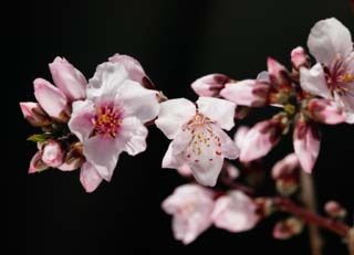 photo,material,free,landscape,picture,stock photo,Creative Commons,Peach blossom, peach, , petal, peach