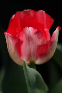 fotografia, material, livra, ajardine, imagine, proveja fotografia,Uma ptala minuciosa, , tulipa, ptala, planta em vaso