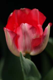 photo,material,free,landscape,picture,stock photo,Creative Commons,A minute petal, , tulip, petal, potted plant