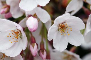 photo,material,free,landscape,picture,stock photo,Creative Commons,Spring of a Yoshino cherry tree, cherry tree, cherry tree, cherry tree, Yoshino cherry tree