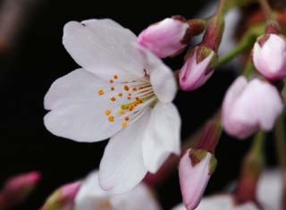 photo, la matire, libre, amnage, dcrivez, photo de la rserve,Printemps d'un arbre de cerise Yoshino, arbre de la cerise, , , Arbre de cerise Yoshino