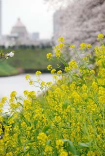 photo,material,free,landscape,picture,stock photo,Creative Commons,A moat of a rape, cherry tree, , , rape