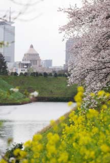 foto,tela,gratis,paisaje,fotografa,idea,El Diet building de la primavera, Cerezo, , Violacin, El Diet building