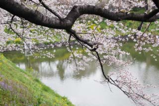 photo,material,free,landscape,picture,stock photo,Creative Commons,A cherry tree to a moat, cherry tree, cherry tree, cherry tree, Yoshino cherry tree