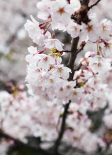 photo,material,free,landscape,picture,stock photo,Creative Commons,Spring of a Yoshino cherry tree, cherry tree, , , Yoshino cherry tree