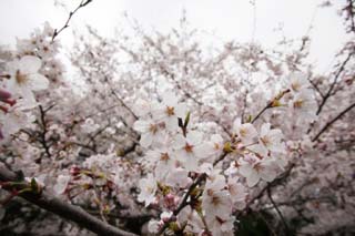 photo, la matire, libre, amnage, dcrivez, photo de la rserve,Printemps d'un arbre de cerise Yoshino, arbre de la cerise, , , Arbre de cerise Yoshino