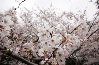 photo,material,free,landscape,picture,stock photo,Creative Commons,Spring of a Yoshino cherry tree, cherry tree, cherry tree, cherry tree, Yoshino cherry tree