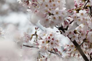 photo,material,free,landscape,picture,stock photo,Creative Commons,Spring of a Yoshino cherry tree, cherry tree, cherry tree, cherry tree, Yoshino cherry tree