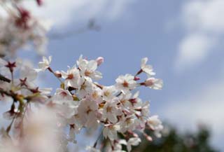 photo,material,free,landscape,picture,stock photo,Creative Commons,Spring of a Yoshino cherry tree, cherry tree, cherry tree, cherry tree, Yoshino cherry tree