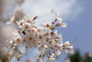 foto,tela,gratis,paisaje,fotografa,idea,Primavera de uno cerezo de Yoshino, Cerezo, , , Cerezo de Yoshino