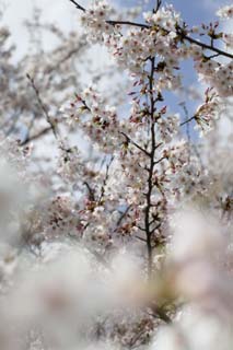 photo,material,free,landscape,picture,stock photo,Creative Commons,Spring of a Yoshino cherry tree, cherry tree, cherry tree, cherry tree, Yoshino cherry tree