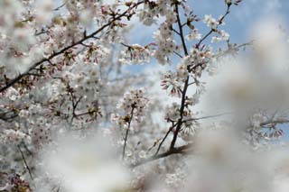 Foto, materieel, vrij, landschap, schilderstuk, bevoorraden foto,Ontspringen van een Yoshino kers boom, Kers boom, , , Yoshino kers boom