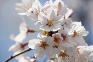 foto,tela,gratis,paisaje,fotografa,idea,Primavera de uno cerezo de Yoshino, Cerezo, , , Cerezo de Yoshino