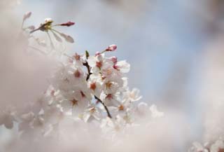 photo,material,free,landscape,picture,stock photo,Creative Commons,Spring of a Yoshino cherry tree, cherry tree, cherry tree, cherry tree, Yoshino cherry tree