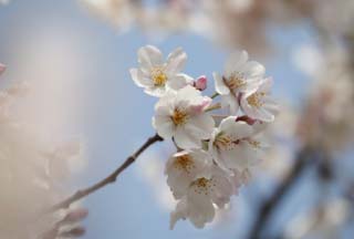 fotografia, materiale, libero il panorama, dipinga, fotografia di scorta,Primavera di un Yoshino albero ciliegio, albero ciliegio, , , Yoshino albero ciliegio