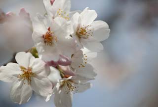 photo,material,free,landscape,picture,stock photo,Creative Commons,Spring of a Yoshino cherry tree, cherry tree, cherry tree, cherry tree, Yoshino cherry tree