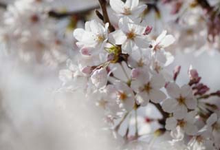 Foto, materieel, vrij, landschap, schilderstuk, bevoorraden foto,Ontspringen van een Yoshino kers boom, Kers boom, , , Yoshino kers boom