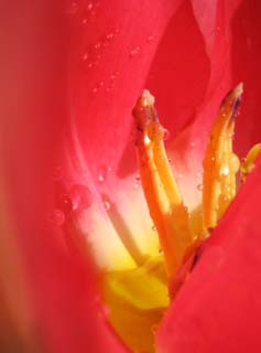 Foto, materiell, befreit, Landschaft, Bild, hat Foto auf Lager,Der Palast purpurroten Frhlings, , Tulpe, , Tropfen von Wasser