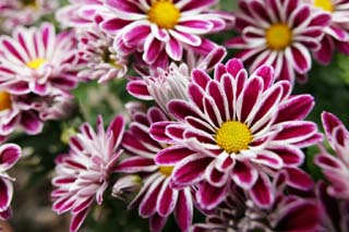 photo,material,free,landscape,picture,stock photo,Creative Commons,Chrysanthemums, chrysanthemum, chrysanthemum, I work, flower