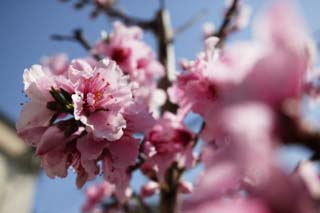 photo,material,free,landscape,picture,stock photo,Creative Commons,A peach in full glory, peach, peach, peach, blue sky