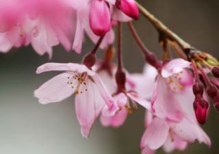 photo,material,free,landscape,picture,stock photo,Creative Commons,A drooping cherry tree, cherry tree, , , I hang down, and it is decoy