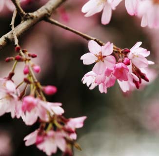 photo,material,free,landscape,picture,stock photo,Creative Commons,The world of a cherry tree, cherry tree, cherry tree, cherry tree, petal