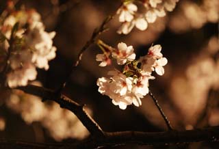 photo,material,free,landscape,picture,stock photo,Creative Commons,Brightness of going to see cherry blossoms at night, cherry tree, cherry tree, cherry tree, Yoshino cherry tree