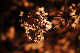 photo,material,free,landscape,picture,stock photo,Creative Commons,A going to see cherry blossoms at night silhouette, cherry tree, cherry tree, cherry tree, Going to see cherry blossoms at night