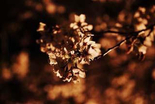 Foto, materieel, vrij, landschap, schilderstuk, bevoorraden foto,Een gaand naar bezorg zijnen kers bloesems op de avond silhouette, Kers boom, , , Heengaand zien kers bloesems 's avonds